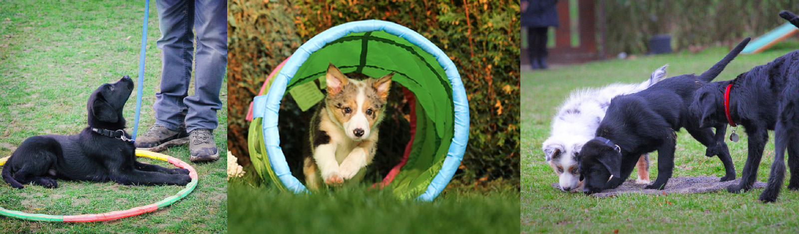 Nachbars Lumpi Welpenschule