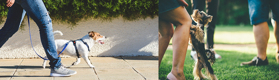 Nachbars Lumpi - Kompaktkurse