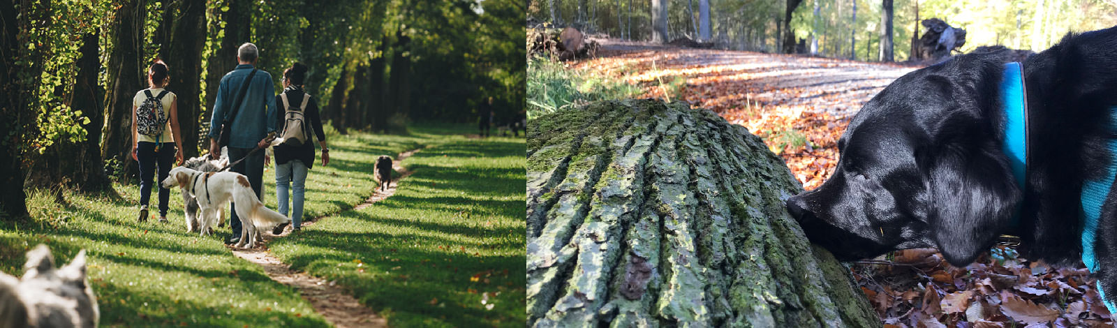 Nachbars Lumpi - Lernspaziergang