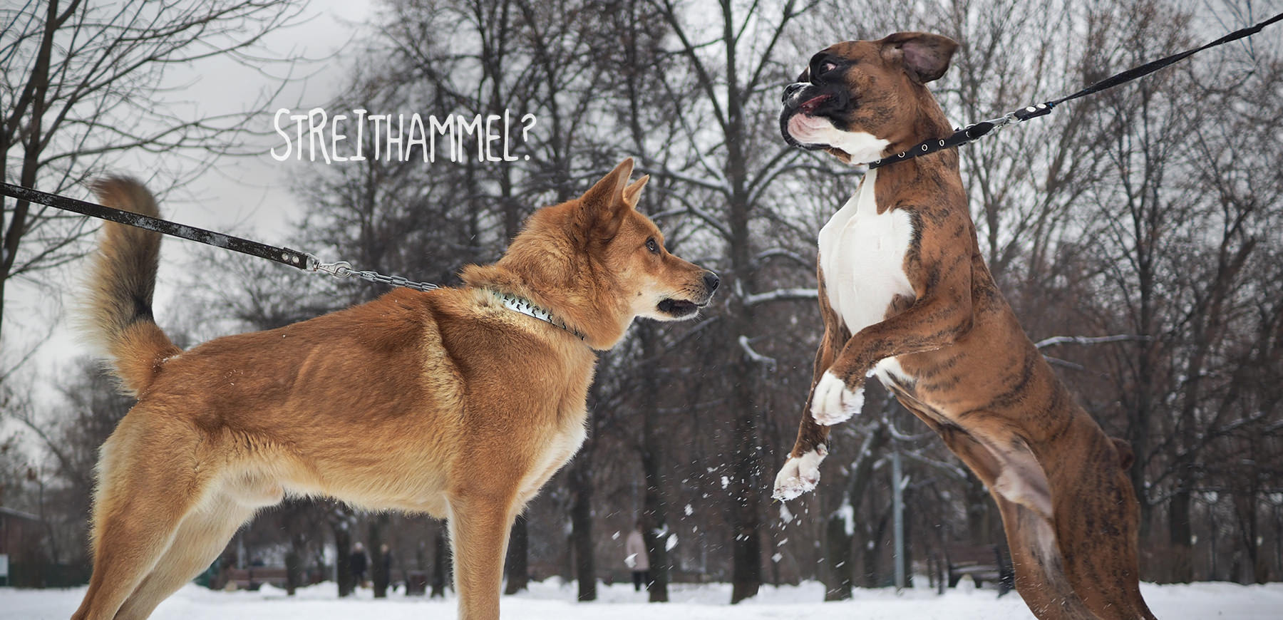 Streithammel?